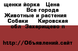 щенки йорка › Цена ­ 15 000 - Все города Животные и растения » Собаки   . Кировская обл.,Захарищево п.